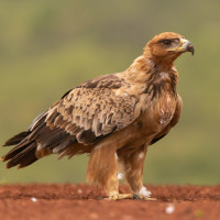 Tawny Eagle